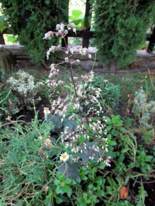 Name:  IMG_8253.jpg
Views: 520
Size:  77.7 KB