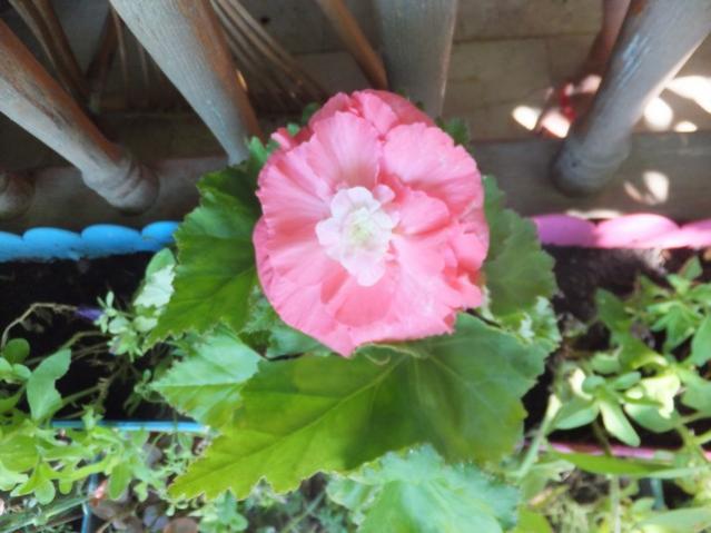 Name:  DSCF8480.jpg
Views: 244
Size:  42.1 KB