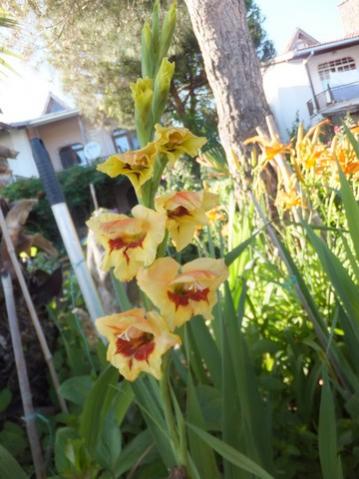 Name:  DSCF8507.jpg
Views: 187
Size:  33.8 KB