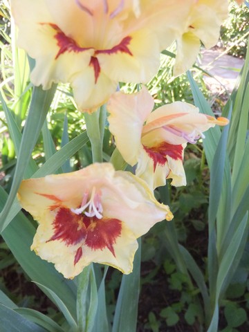Name:  DSCF8510.jpg
Views: 182
Size:  58.8 KB