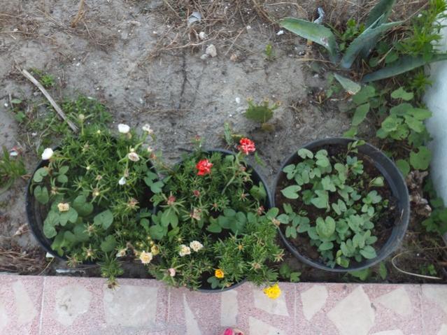 Name:  DSCF8521.jpg
Views: 194
Size:  64.3 KB