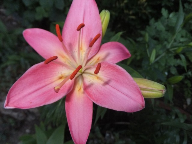 Name:  DSCF8613.jpg
Views: 175
Size:  64.9 KB
