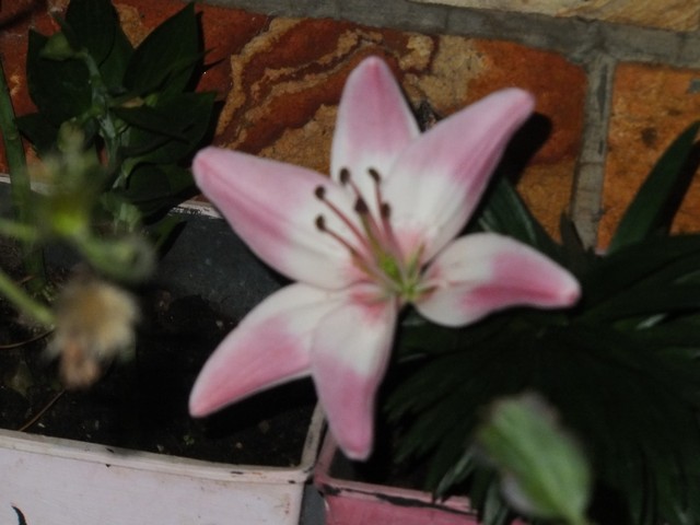 Name:  DSCF8614.jpg
Views: 163
Size:  63.4 KB