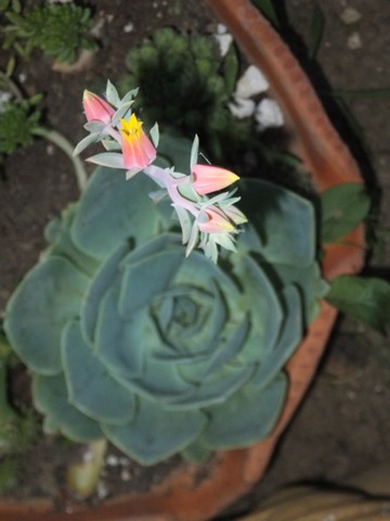 Name:  DSCF8626.jpg
Views: 171
Size:  45.0 KB