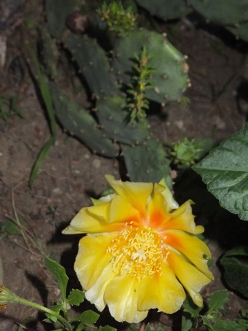 Name:  DSCF8627.jpg
Views: 182
Size:  51.7 KB