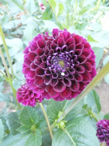 Name:  DSCF8642.jpg
Views: 366
Size:  57.2 KB