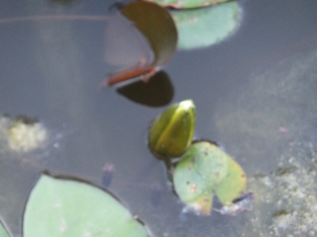 Name:  DSCF8644.jpg
Views: 382
Size:  52.2 KB