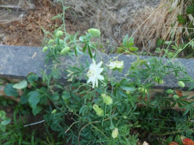 Name:  DSCF8646.jpg
Views: 371
Size:  54.2 KB