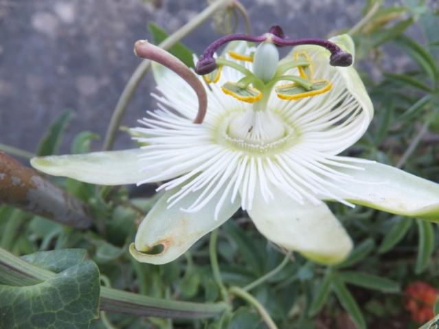 Name:  DSCF8648.jpg
Views: 347
Size:  35.9 KB