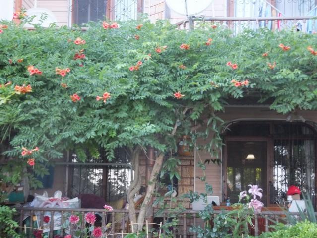 Name:  DSCF8653.jpg
Views: 351
Size:  64.1 KB