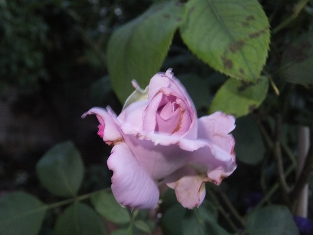 Name:  DSCF8688.jpg
Views: 343
Size:  56.3 KB