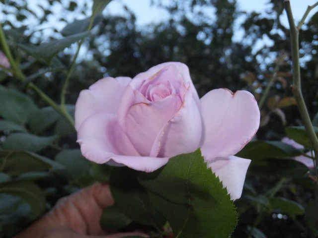 Name:  DSCF8690.jpg
Views: 360
Size:  66.3 KB