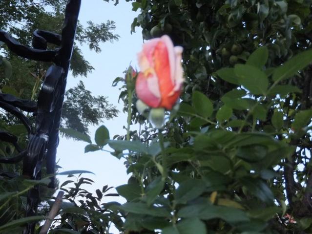Name:  DSCF8692.jpg
Views: 365
Size:  51.6 KB