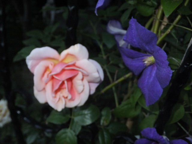 Name:  DSCF8693.jpg
Views: 363
Size:  58.4 KB