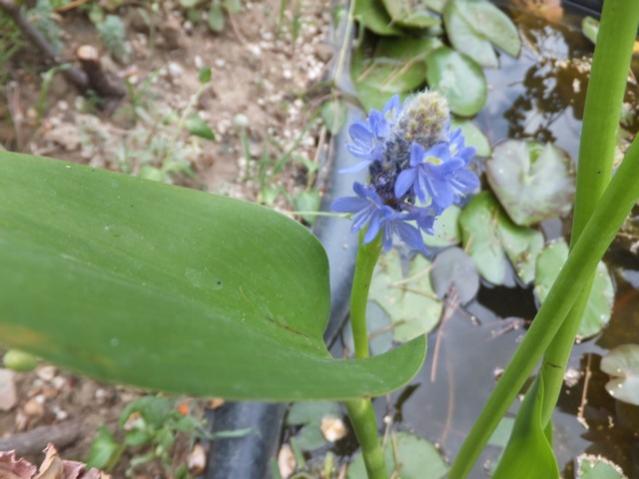 Name:  DSCF8726.jpg
Views: 358
Size:  40.0 KB