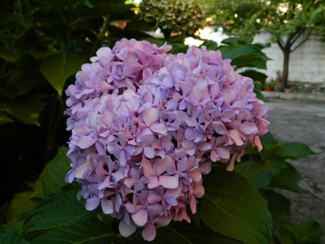 Name:  DSCN1081.jpg
Views: 638
Size:  47.0 KB