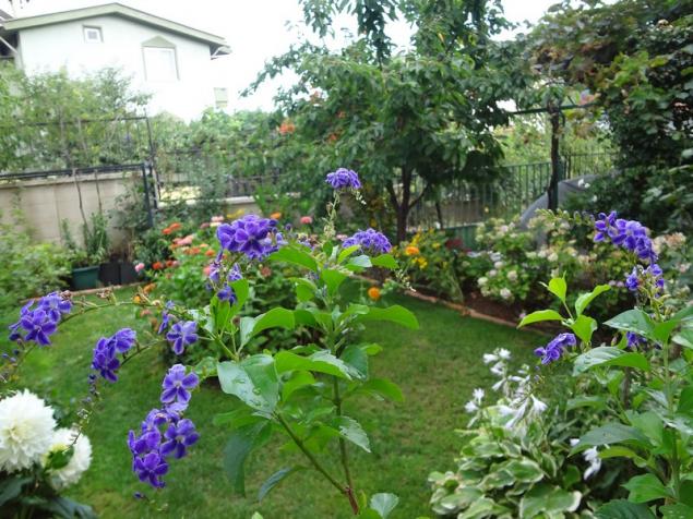 Name:  orta.jpg
Views: 1293
Size:  71.0 KB