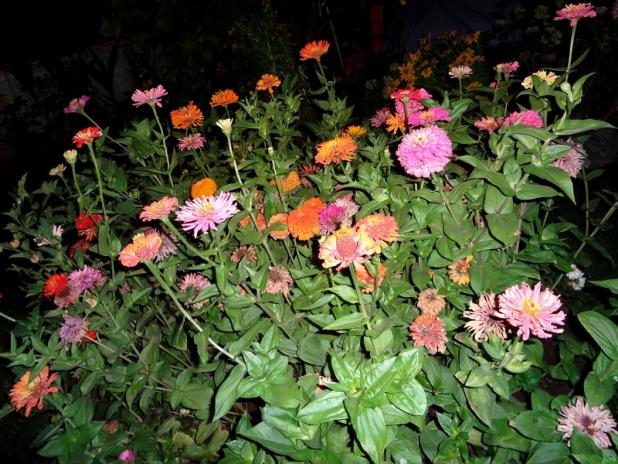 Name:  zinia.jpg
Views: 915
Size:  70.9 KB