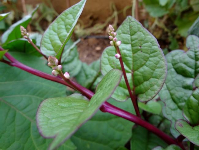 Name:  malabar.jpg
Views: 912
Size:  39.5 KB