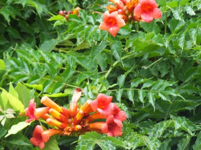 Name:  DSCF8741.jpg
Views: 295
Size:  60.2 KB