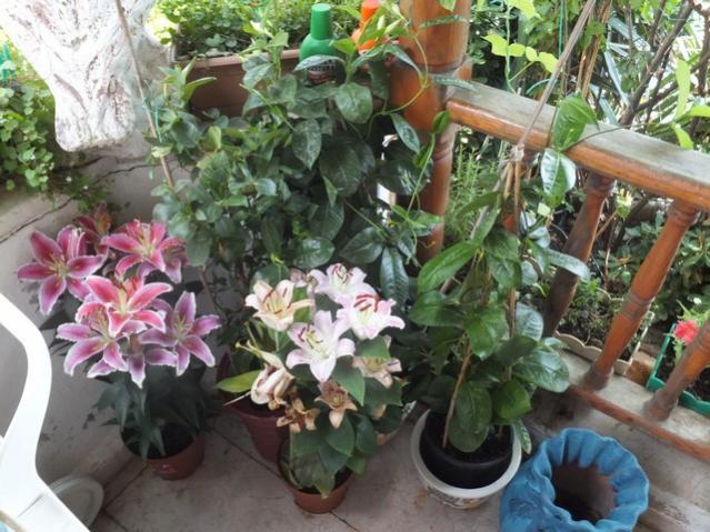 Name:  DSCF8756.jpg
Views: 304
Size:  63.7 KB