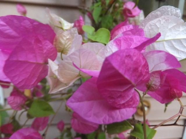 Name:  DSCF8765.jpg
Views: 336
Size:  35.3 KB