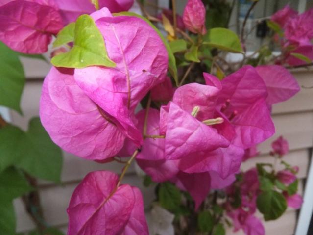 Name:  DSCF8766.jpg
Views: 314
Size:  36.5 KB