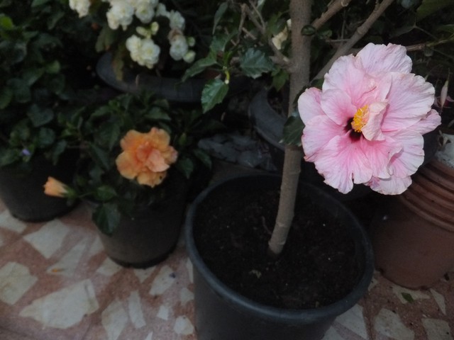 Name:  DSCF8768.jpg
Views: 312
Size:  68.3 KB