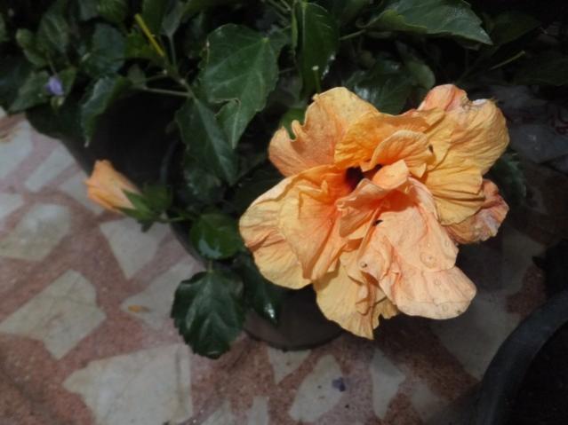Name:  DSCF8771.jpg
Views: 315
Size:  34.8 KB