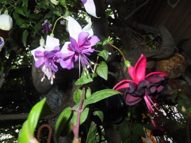 Name:  DSCF8778.jpg
Views: 313
Size:  48.0 KB