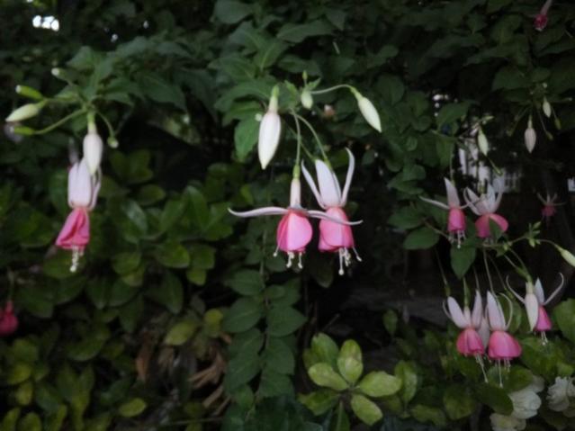 Name:  DSCF8779.jpg
Views: 302
Size:  36.4 KB