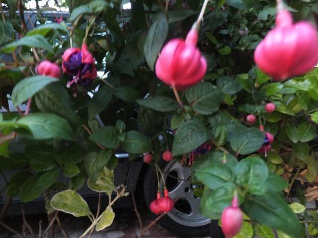 Name:  DSCF8780.jpg
Views: 304
Size:  44.4 KB