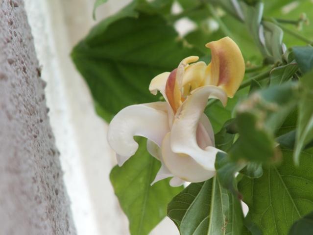 Name:  DSCF2099.jpg
Views: 586
Size:  29.8 KB
