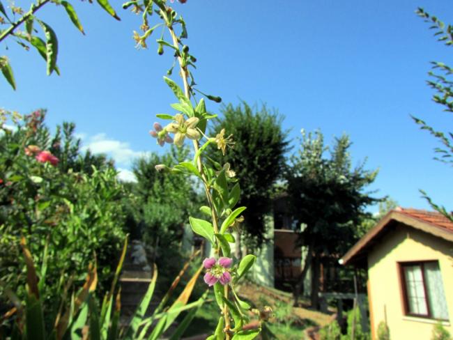 Name:  IMG_9438.jpg
Views: 450
Size:  51.2 KB