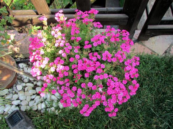 Name:  IMG_8305.jpg
Views: 453
Size:  72.5 KB