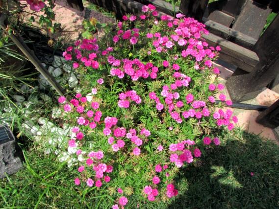Name:  IMG_7998.jpg
Views: 414
Size:  74.0 KB