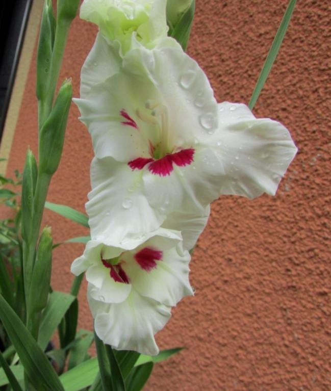 Name:  IMG_8146.jpg
Views: 530
Size:  57.2 KB
