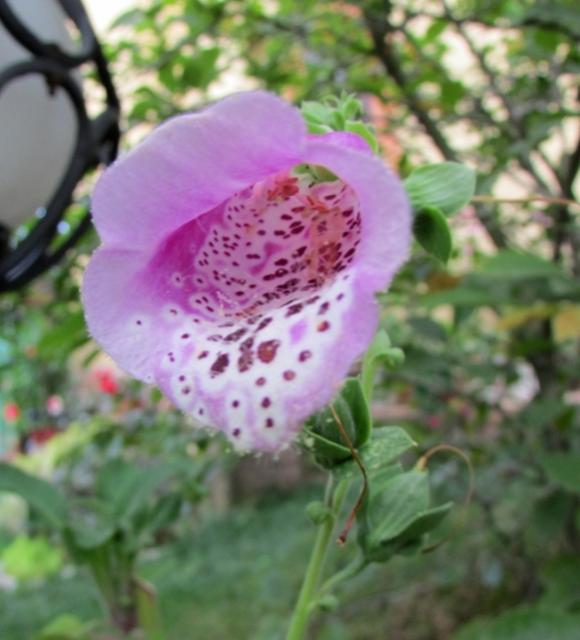 Name:  IMG_8088.jpg
Views: 533
Size:  43.5 KB