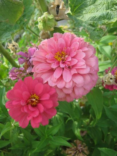 Name:  zinnia.jpg
Views: 1044
Size:  36.1 KB
