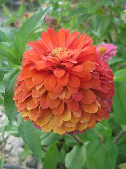 Name:  zinnia1.jpg
Views: 1247
Size:  31.3 KB