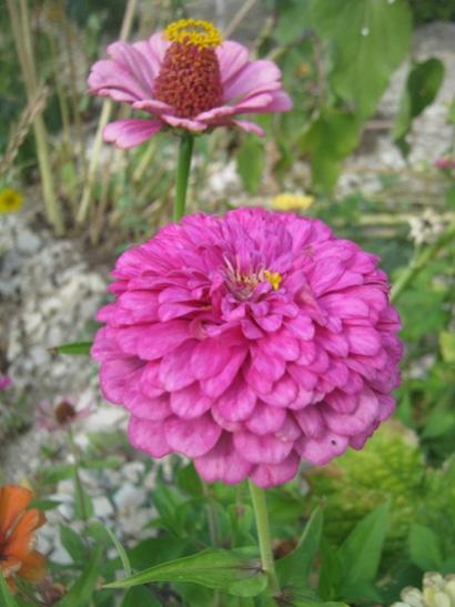 Name:  zinnia2.jpg
Views: 1036
Size:  34.3 KB