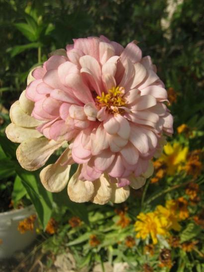 Name:  zinnia3.jpg
Views: 1017
Size:  35.0 KB