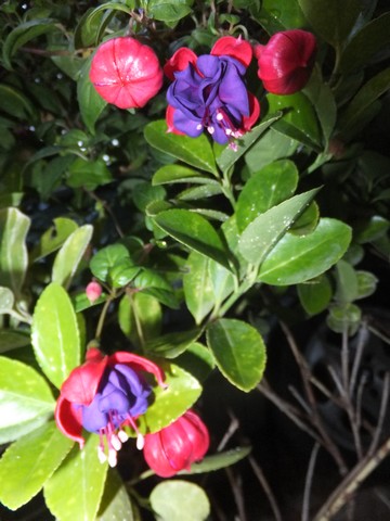 Name:  DSCF8782.jpg
Views: 183
Size:  61.4 KB