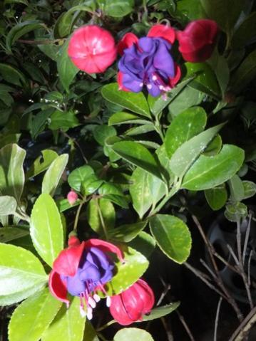 Name:  DSCF8783.jpg
Views: 182
Size:  34.5 KB
