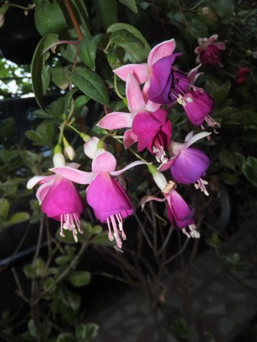 Name:  DSCF8785.jpg
Views: 179
Size:  56.0 KB