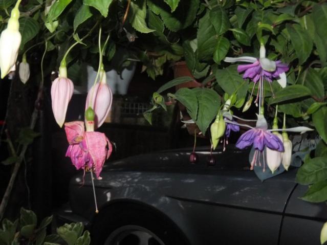 Name:  DSCF8790.jpg
Views: 181
Size:  40.5 KB