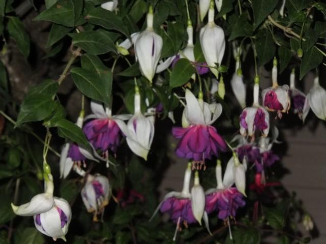 Name:  DSCF8791.jpg
Views: 203
Size:  40.0 KB