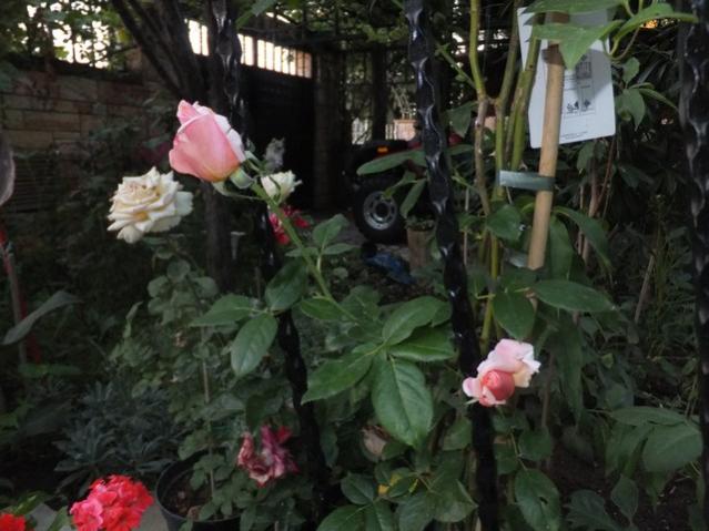 Name:  DSCF8797.jpg
Views: 175
Size:  47.1 KB