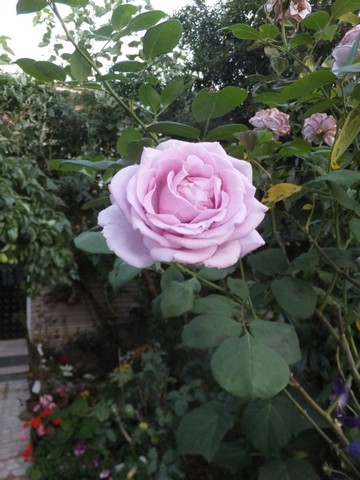 Name:  DSCF8799.jpg
Views: 189
Size:  67.1 KB