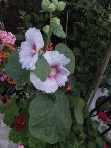 Name:  DSCF8800.jpg
Views: 188
Size:  62.1 KB